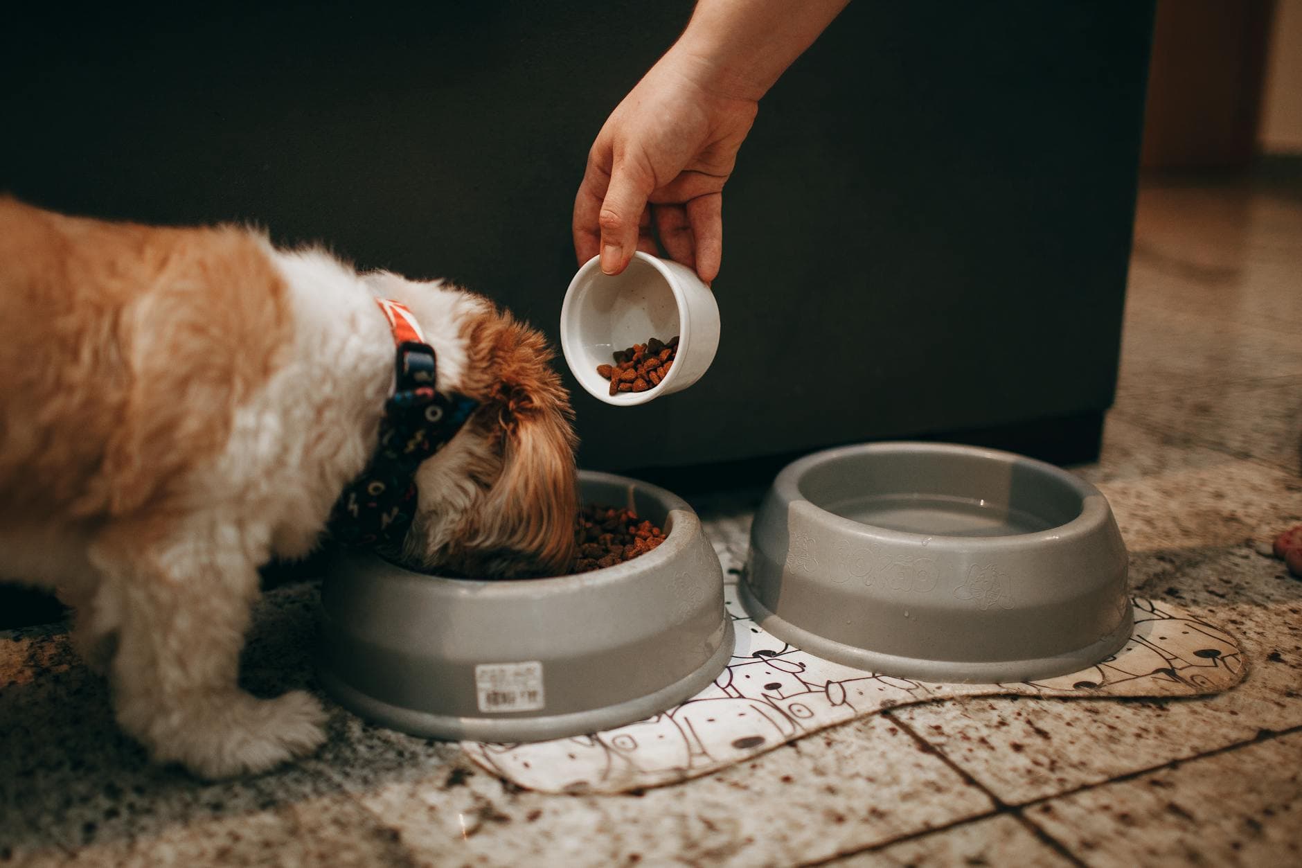 royal canin