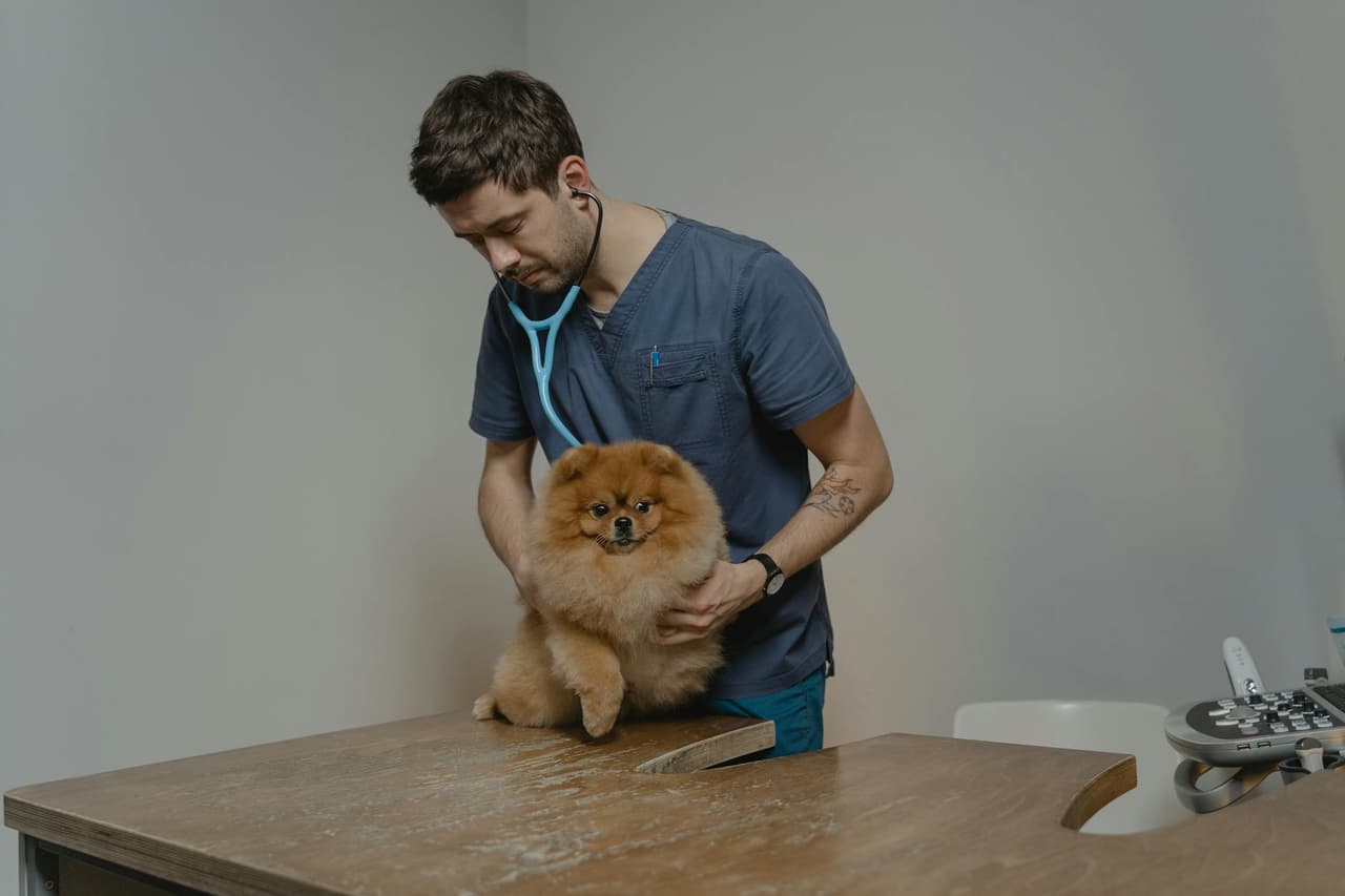 Médico veterinário · Proprietário