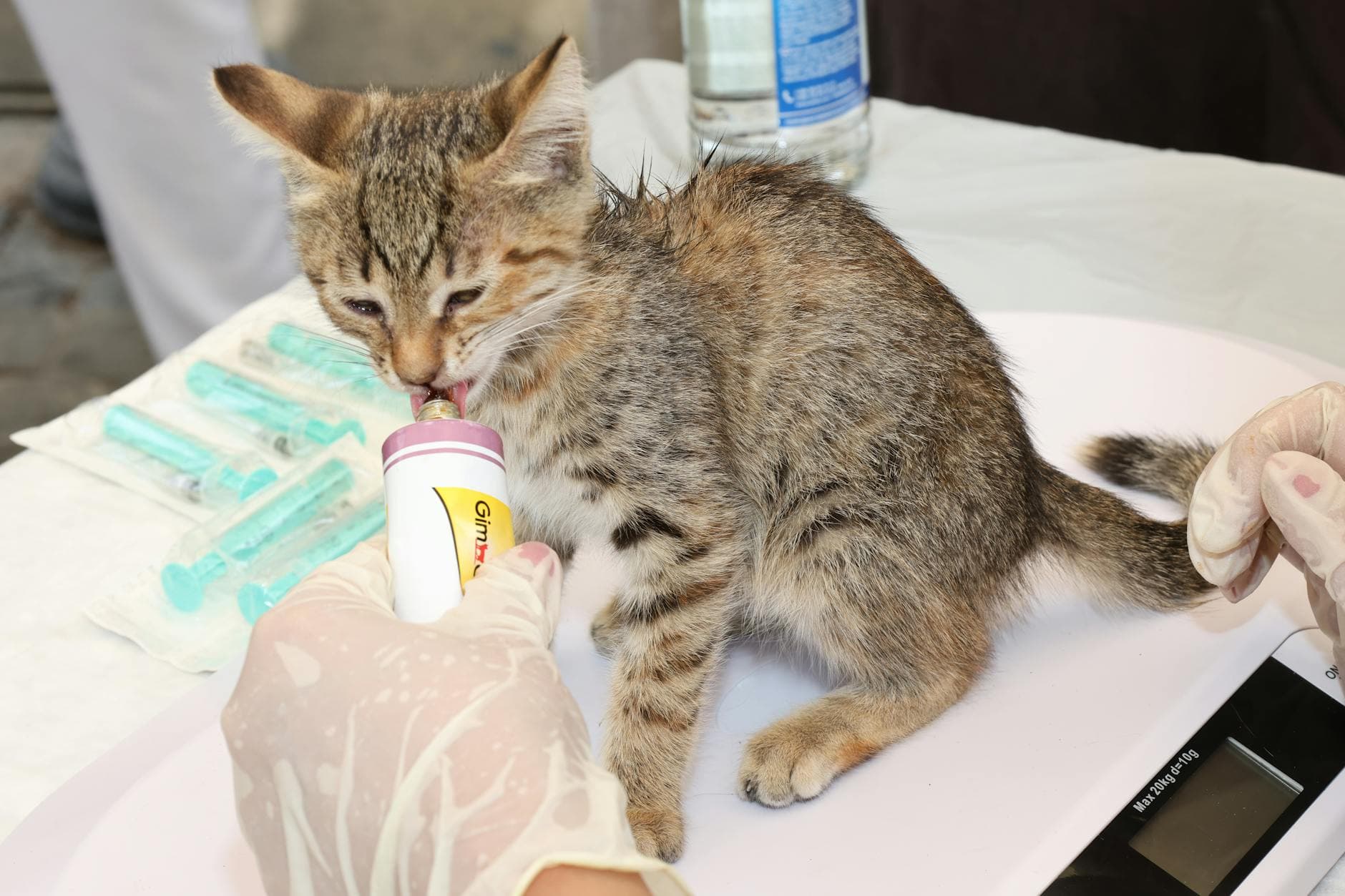 emergência veterinária