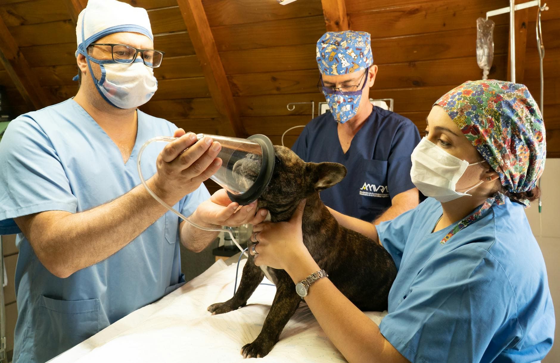 pet recuperando da cirurgia