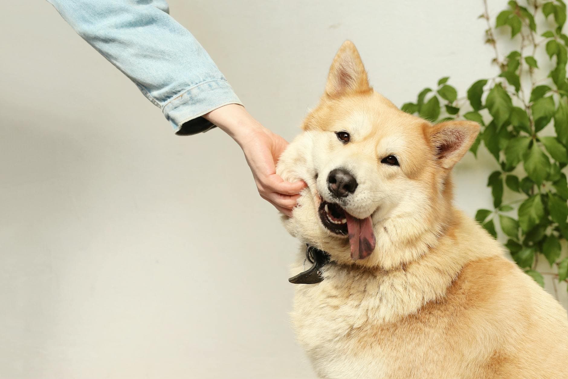 cachorro feliz no consultório